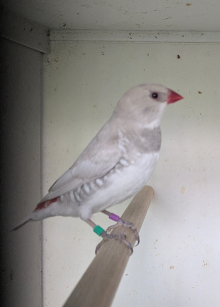 Cubans,Hecks, Diamond Sparrows 