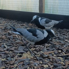 Blacksmith Plover Hen