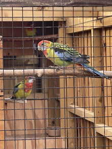 Golden Mantled Rosellas