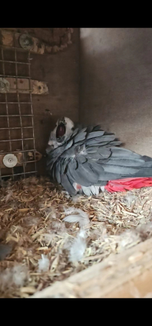 Spair African grey 