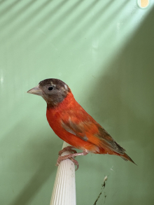 Mutation red siskins 