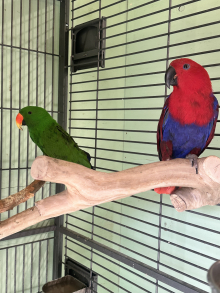 eclectus 