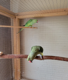 Juveniles ringnecks