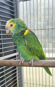 WANTED Female Barbadensis Amozon.