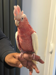 Lutino galah