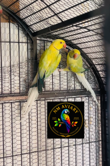 Ringneck Opaline Cleartail 