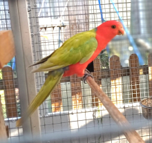 WANTED KING COCK YELLOW ADULT age from 4