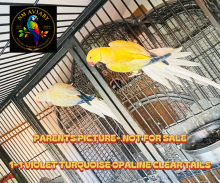 For sale - Ringneck Opaline cleartail 