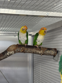 Wanted pair green thighed caique 