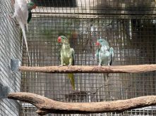 MUTATIONS ALEXANDRINES & ECLECTUS