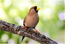 Masked Grass Finch Wanted.