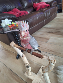 Galah 