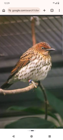 Hen amethyst starling wanted