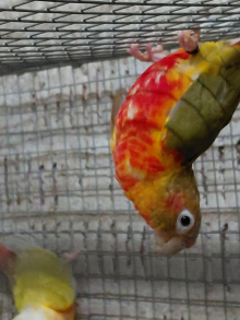 Mutation Green Cheek Conures