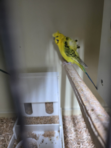 Helicopter budgies for sale 