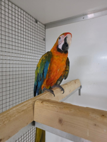 Catalina Macaw Hen