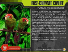 Rose Crowned Conure 