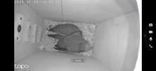Young African grey with cities