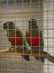 Breeding pair Crimson bellied conures
