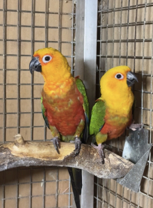 Pair jenday 