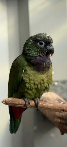 Pionus parrots 