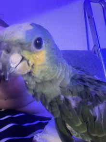 Handreared orange winged amazon