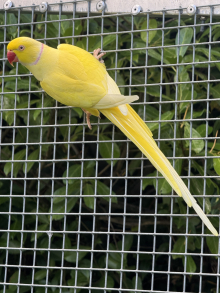PAIR RINGNECKS 
