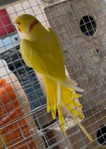 4 years old lutino male ringneck