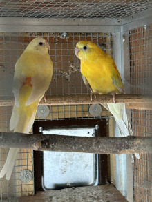 Pair of red rump parakeets 