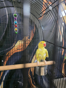 Yellow female ringneck lutino