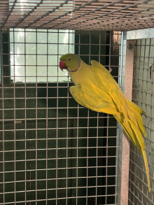 Pair Ringnecks 
