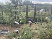 Park Birds For sale