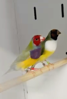 Gouldian Finches 