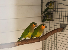 Quality birds
