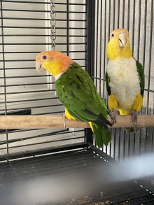 Yellow Thai caiques 