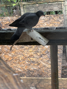 Stock doves