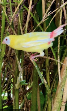 Lutino parrot finch 
