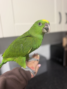 Hand-Reared Yellow Naped Amazon