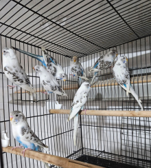 30 ressesive pied budgies