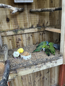 Lineolated parakeets wanted