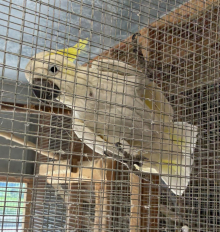 Medium sulphur-crested Cockatoo