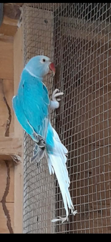 Ringneck