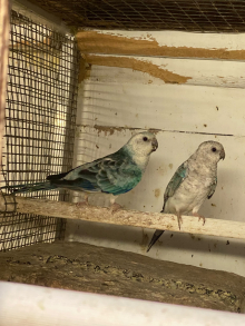 Blue RedRumps pair for sale