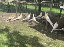 Pheasants For Sale