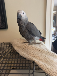Hand Reared Baby African Grey