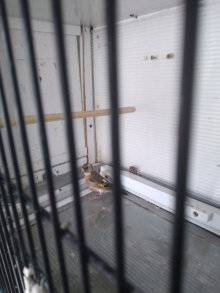 Native goldfinches