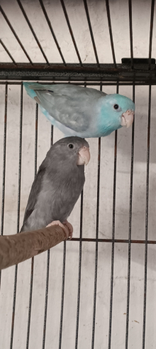 Parrolets