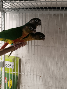 Conures