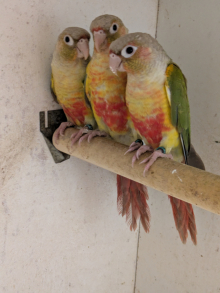 Conures