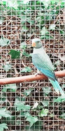 Wanted Swap Malabar hen